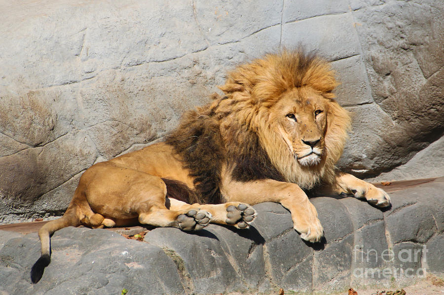 Male Lion Photograph by Amanda Mohler