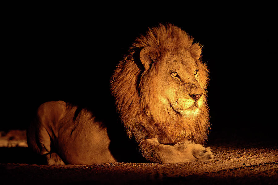 lions presentation night