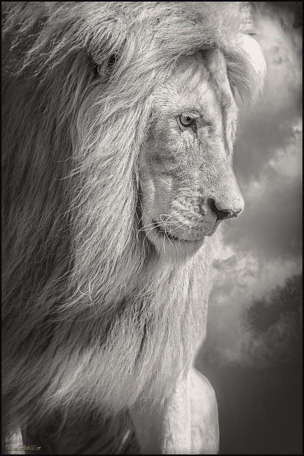 Animal Photograph - Male Lion Black and White by LeeAnn McLaneGoetz McLaneGoetzStudioLLCcom