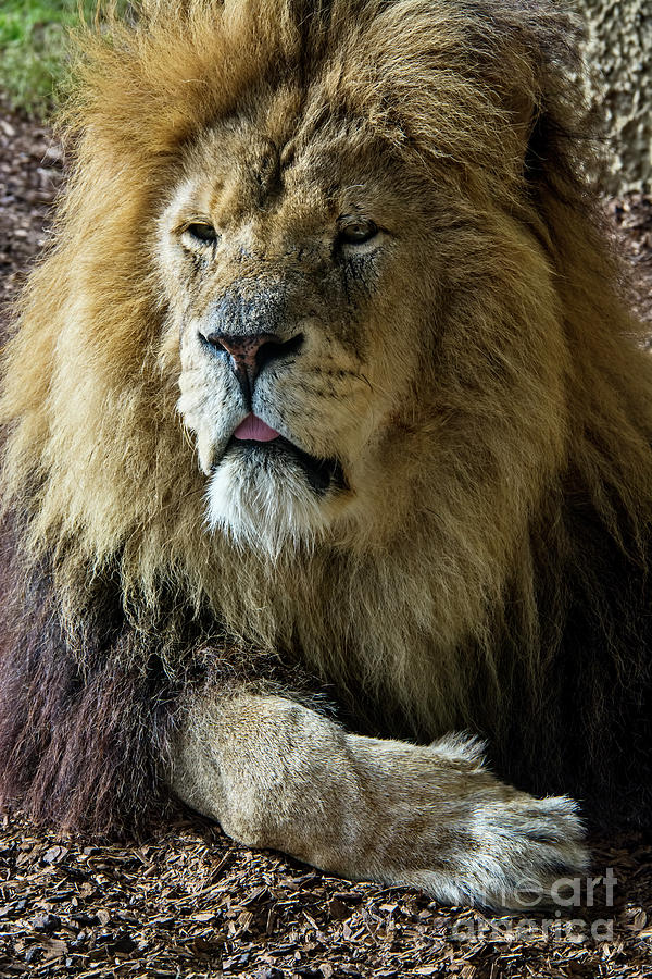 Male Lion Photograph by Chris Thaxter