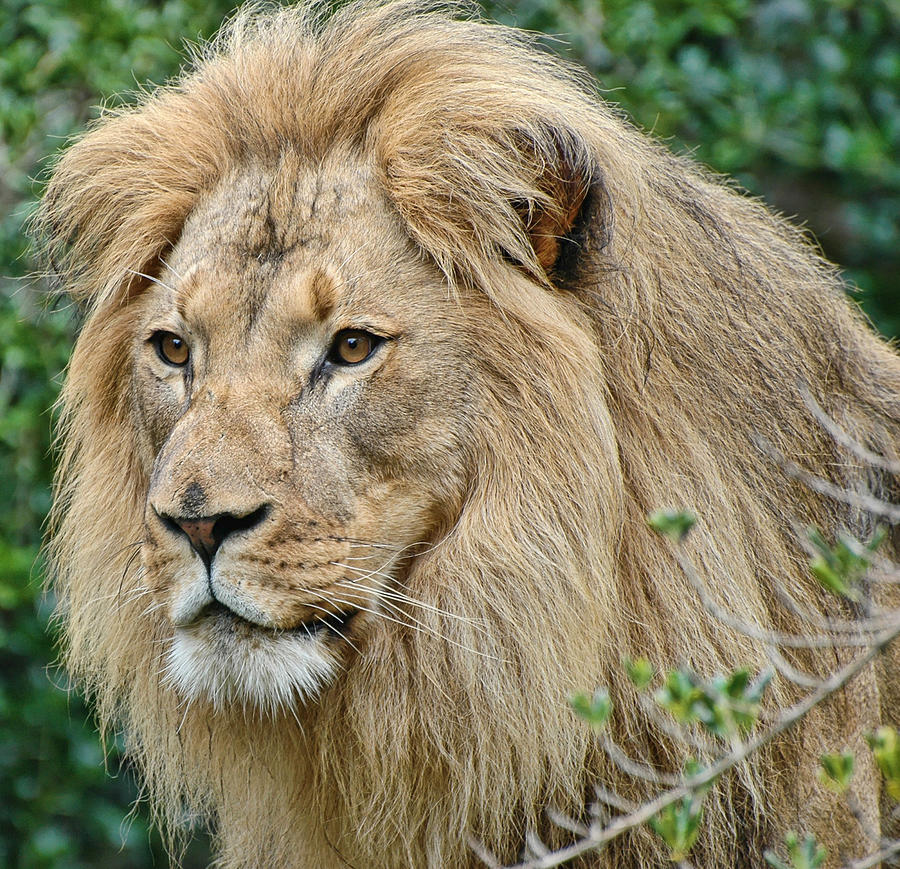 Male Lion Closeup Photograph by Clarence Alford - Fine Art America