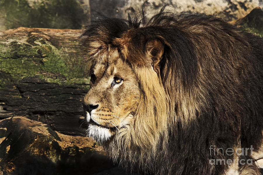 Male Lion Photograph by Gunnar Orn Arnason