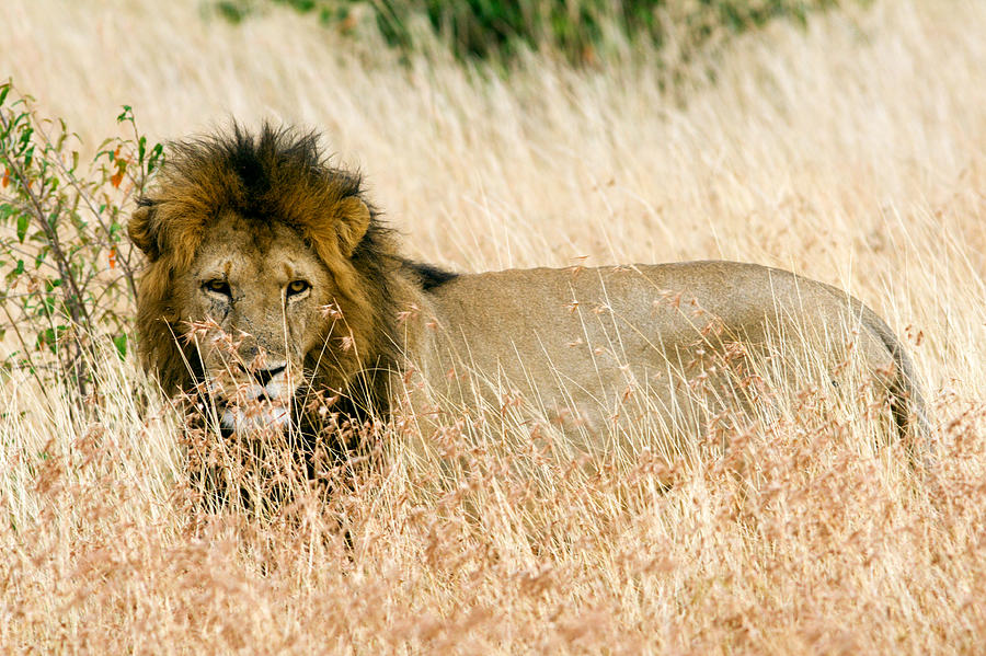Male Lion in Grass Photograph by Aivar Mikko