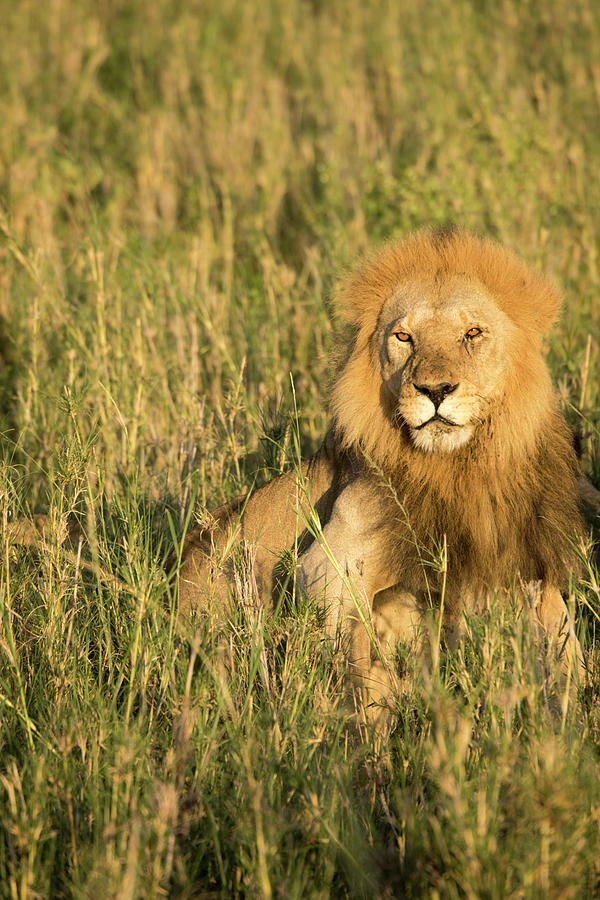 Male lion in tall grasses, Serengeti, Tanzania Photograph by Karen Foley