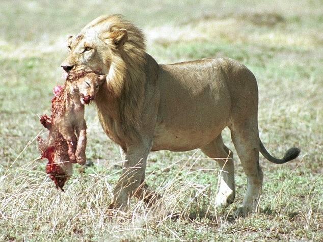 Wildlife Photograph - Male lion kills lion cub by Wim Lems