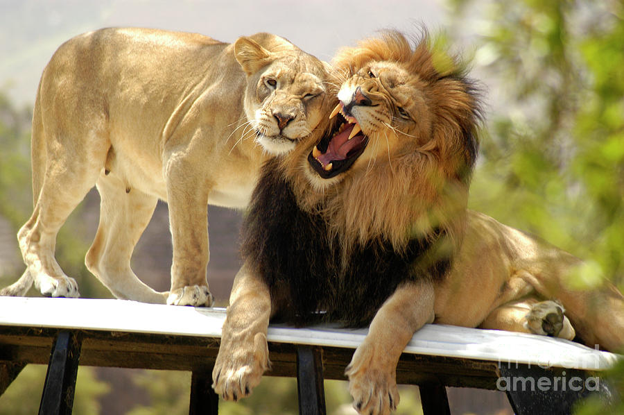 Male Lion and his Lioness on their throne Photograph by Gunther Allen