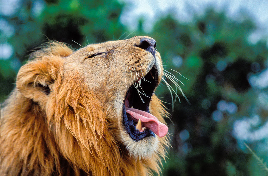 Male Lion, Panthera leo Photograph by Tina Manley
