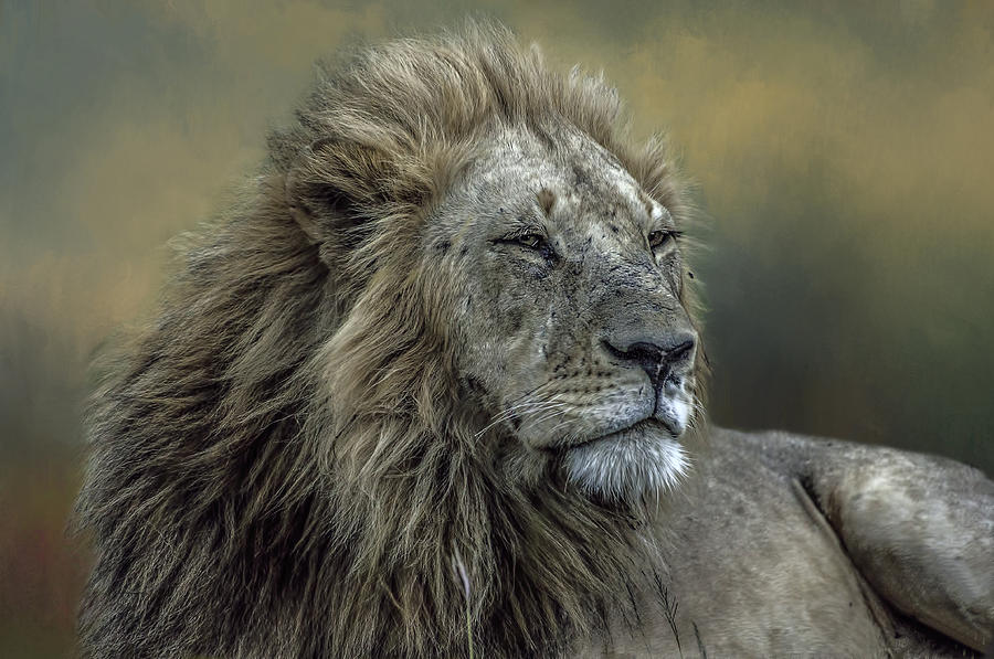 Male Lion Photograph by Peggy Blackwell