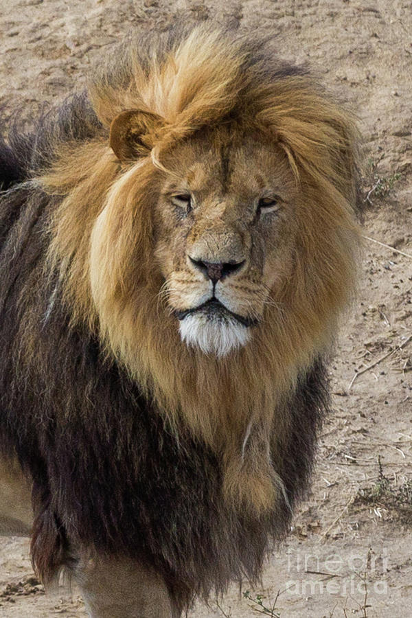 Male Lion Portrait Photograph by Kimberly Blom-Roemer