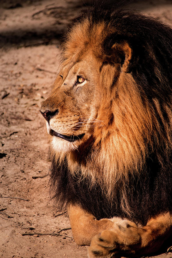 Male Lion Profile Photograph by Don Johnson
