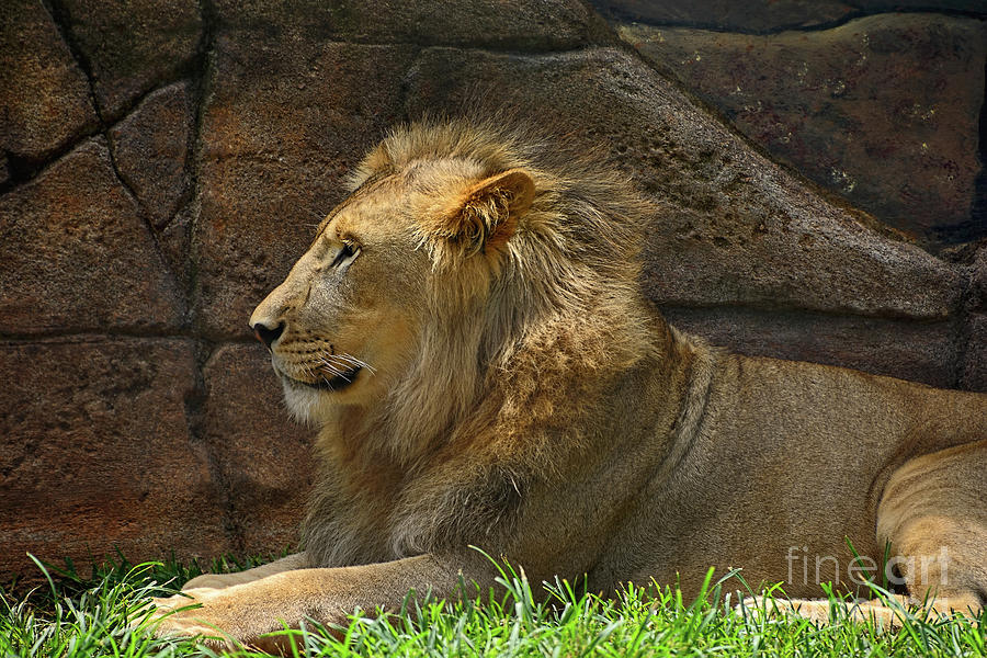 Wildlife Photograph - Male Lion Resting by Kaye Menner by Kaye Menner