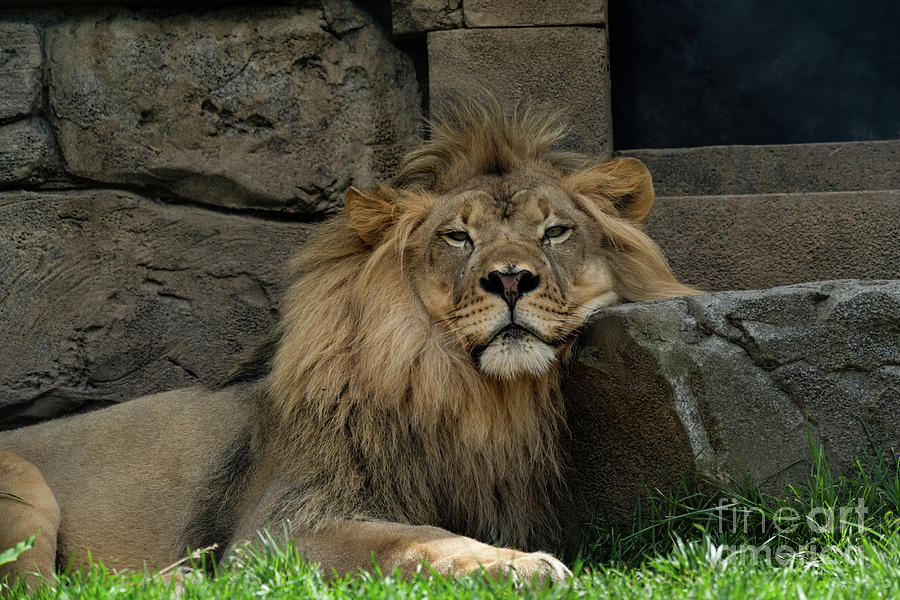 Male lion resting  Photograph by Sam Rino