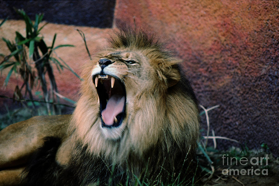 Male Lion Roaring Photograph by Wernher Krutein