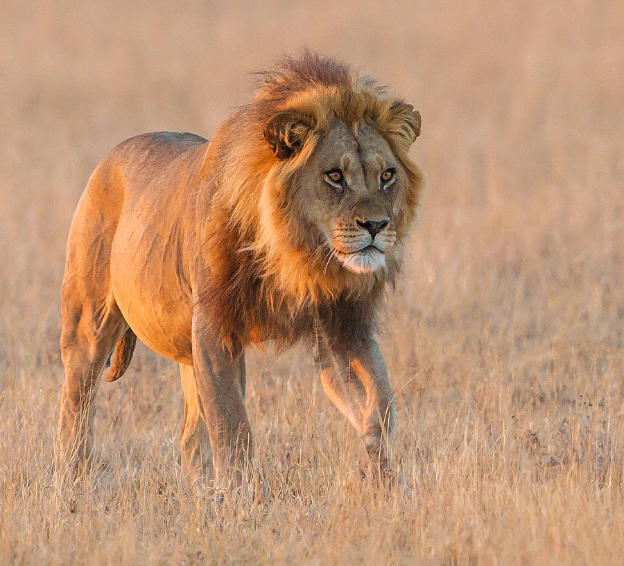 Male Lion Photograph by Sandra Roniger-Hughes - Fine Art America