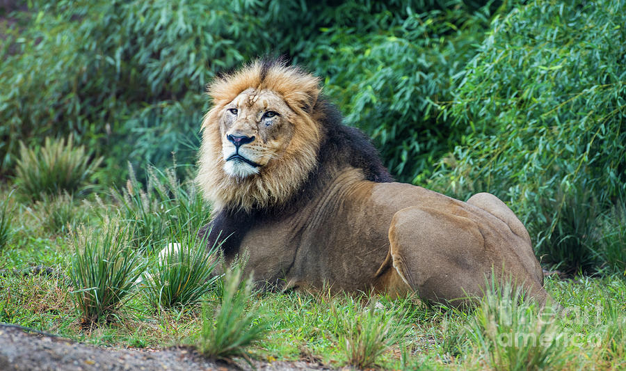 Male Lion Photograph by Wesley Farnsworth - Fine Art America