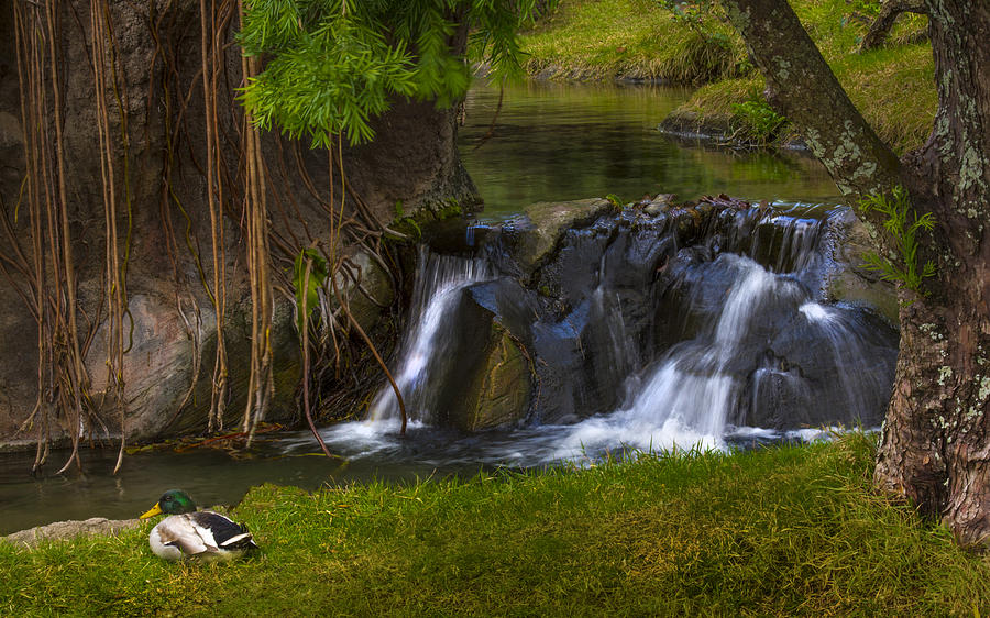 Duck Photograph - Male Mallard by the falls by Tito Santiago