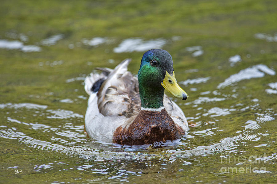 Male Mallard Duck Photograph by Alana Ranney