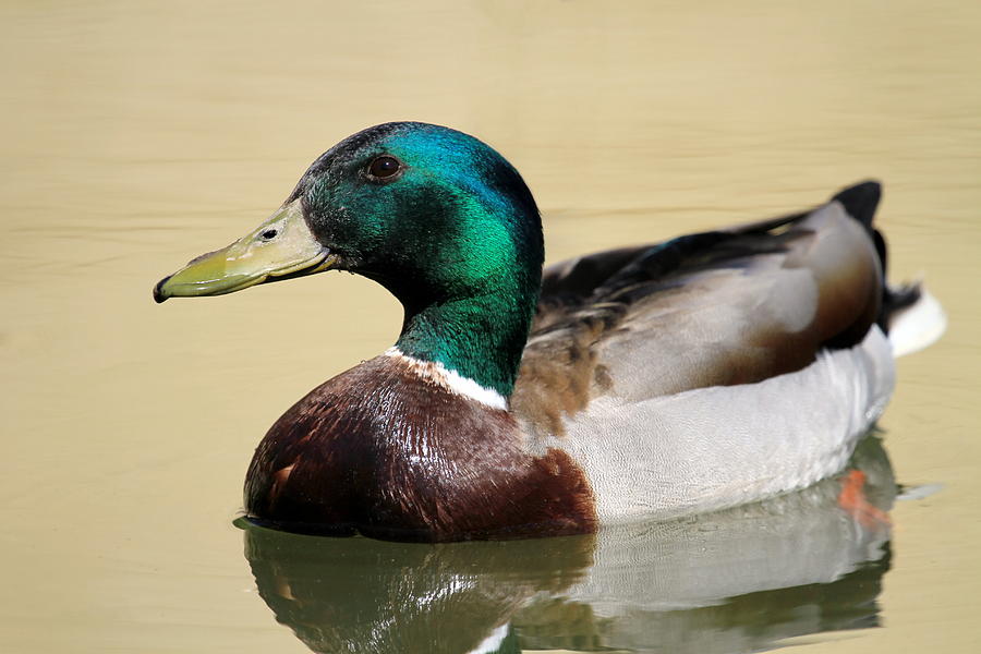 Male mallard duck on water Photograph by Elenarts - Elena Duvernay photo