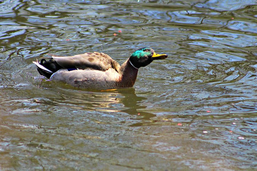 Male Mallard Duck Shaking His Head in Water Photograph by Andrew Davis ...