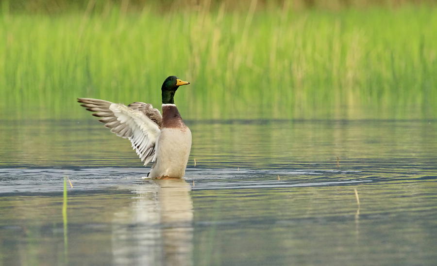 Male mallard duck shaking wings Photograph by Elenarts - Elena Duvernay photo