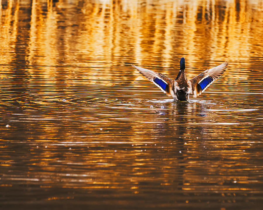 Male Mallard duck stretching its wing Photograph by Vishwanath Bhat