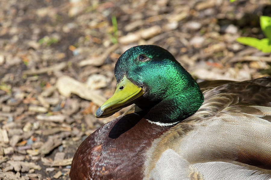 smiling duckling