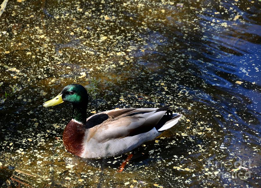 Male Mallard in Water Surrounded by Pollen Photograph by Adrian De Leon Art and Photography