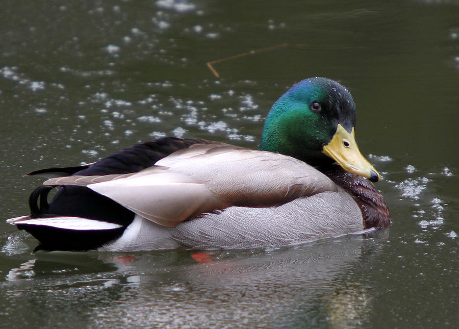 Male Mallard Photograph by Mary Johnston - Fine Art America