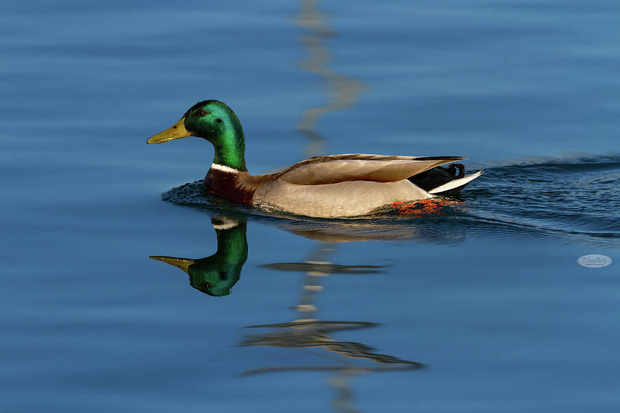 Male mallard or wild duck, anas platyrhynchos, portrait Photograph by Elenarts - Elena Duvernay photo