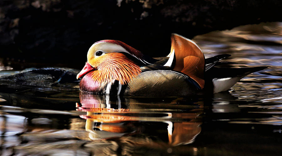 Duck Photograph - Male Mandarin Duck 2 by Grant Glendinning