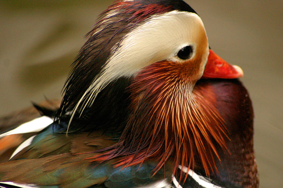Duck Photograph - Male Mandarin Duck China by PIXELS  XPOSED Ralph A Ledergerber Photography