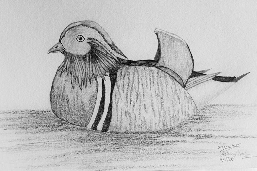 Male Mandrain Duck  Drawing by Amy Gallagher