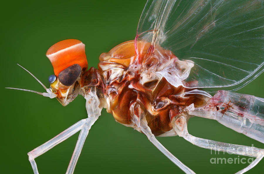 Animal Photograph - Male Mayfly by Matthias Lenke