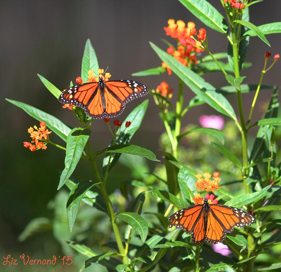 Male Monarch Butterflies Photograph by Liz Vernand