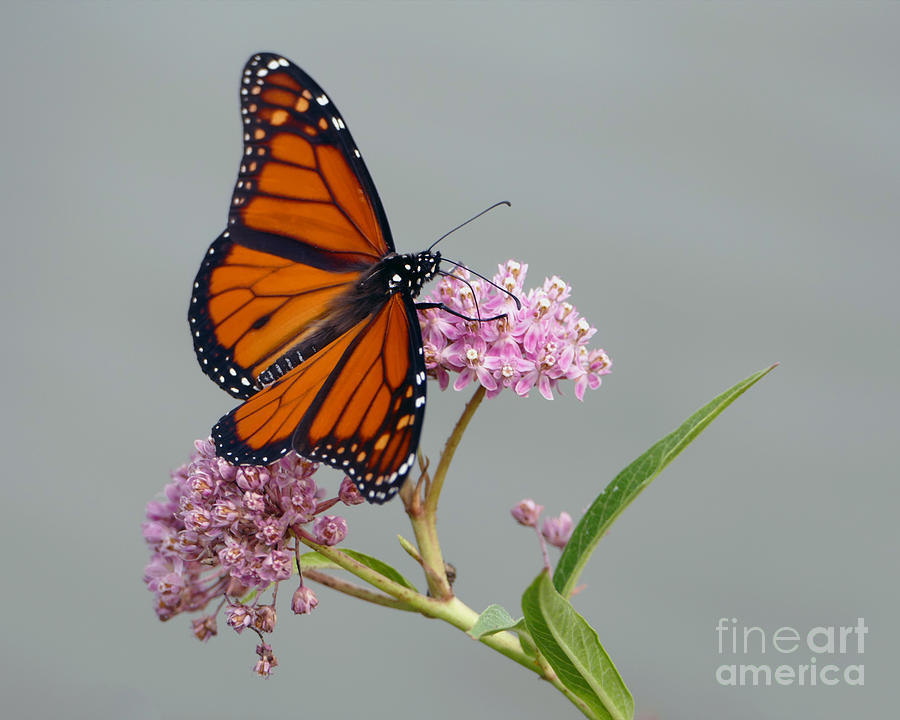 Male Monarch Butterfly Photograph by Catherine Sherman