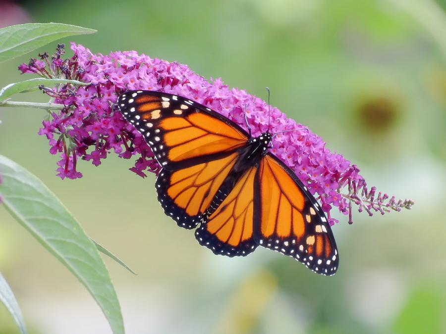 Male Monarch Butterfly Photograph by MTBobbins Photography