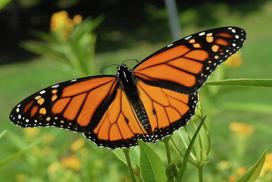 Male Monarch butterfly on milkweed Photograph by Mihaela Nica