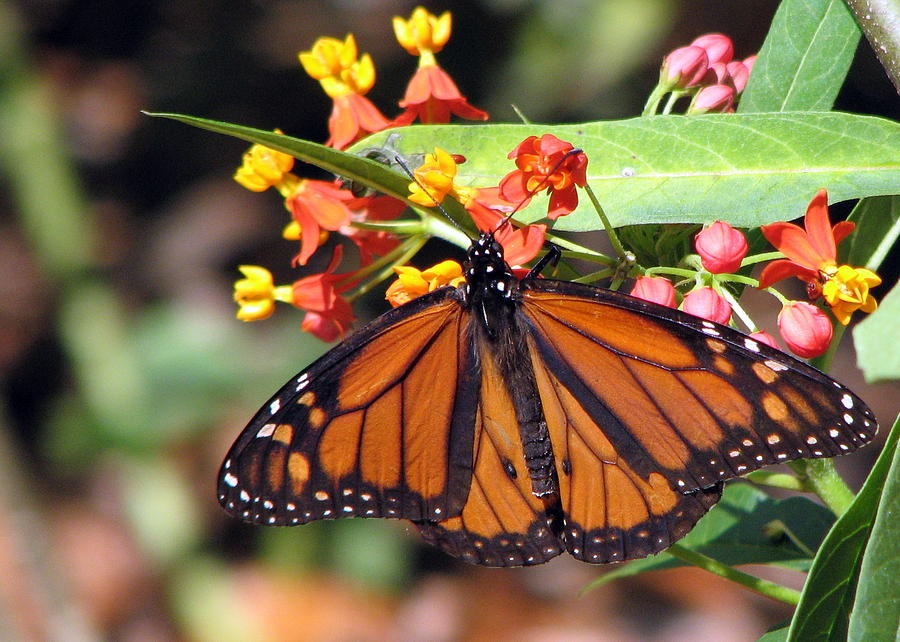 Male Monarch Photograph by T Guy Spencer - Fine Art America