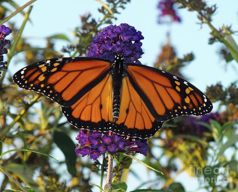 Male Monarch's Charm Photograph by Cindy Treger