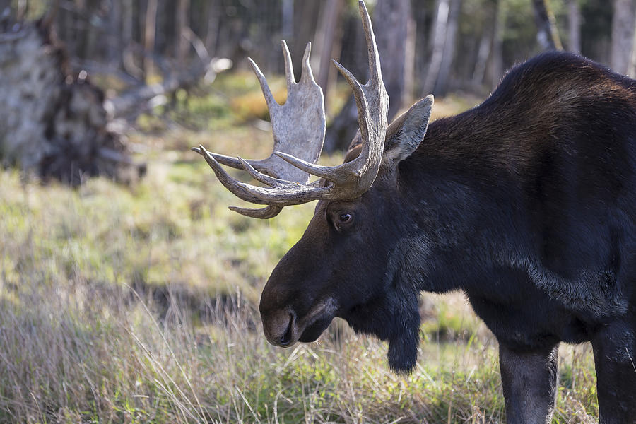 Male moose Photograph by Josef Pittner
