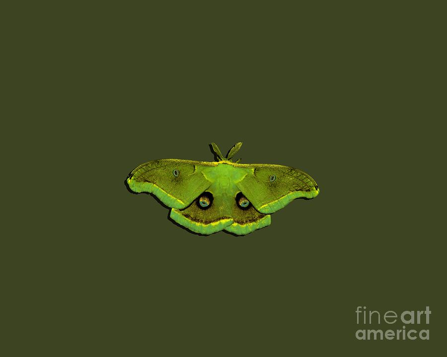 Male Moth Green and Yellow .png Photograph by Al Powell Photography USA