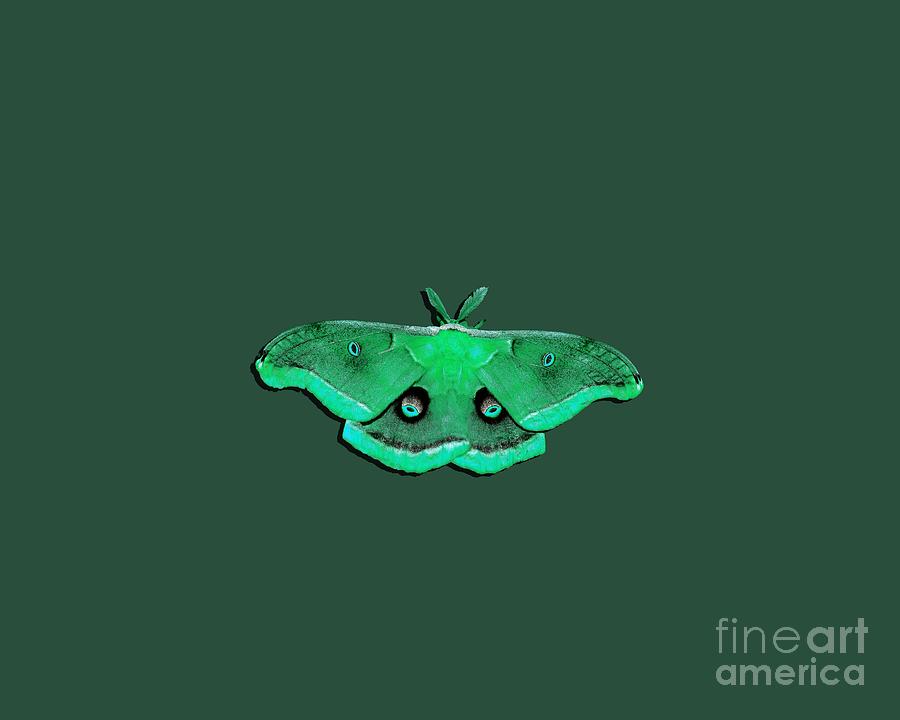Male Moth Green .png Photograph by Al Powell Photography USA