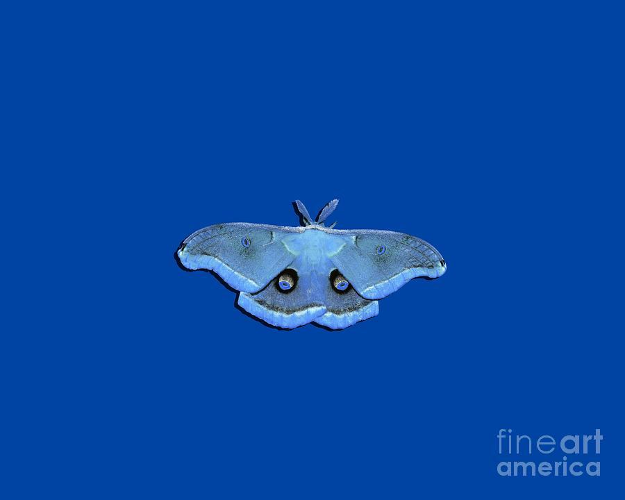 Male Moth Light Blue .png Photograph by Al Powell Photography USA