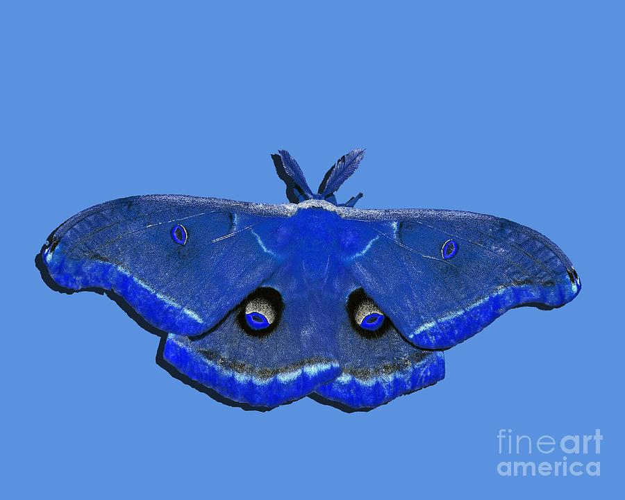 Male Moth Navy Blue .png Photograph by Al Powell Photography USA
