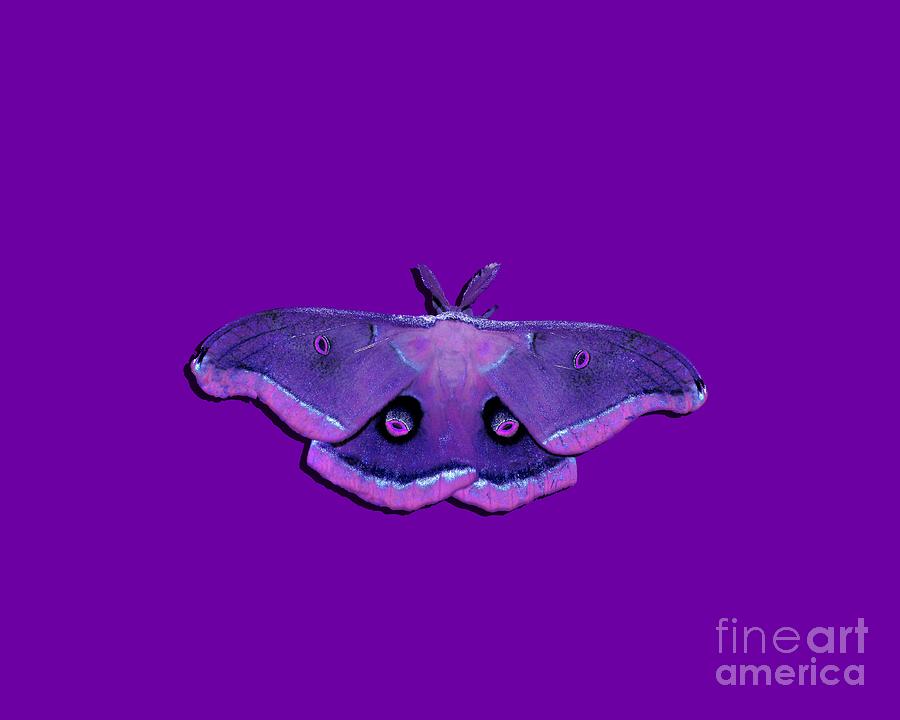 Male Moth Purple and Pink .png Photograph by Al Powell Photography USA