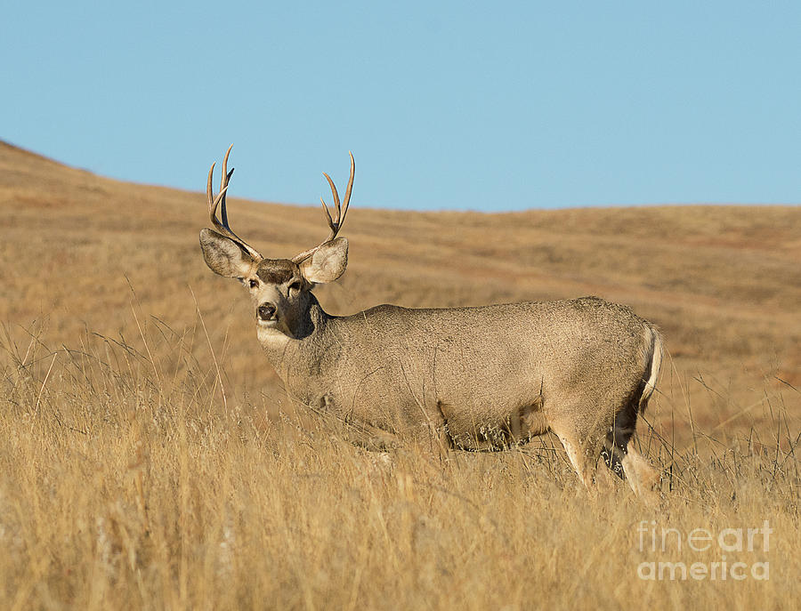 Male Mule Deer on South Dakota Prairie Photograph by Dennis Hammer