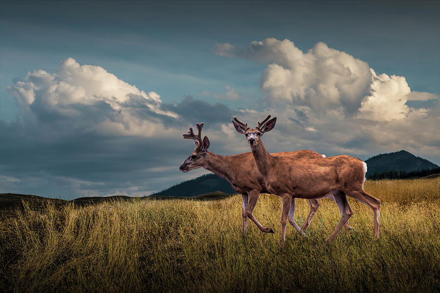 Deer Photograph - Male Mule Deer with Velvet Antlers by Randall Nyhof