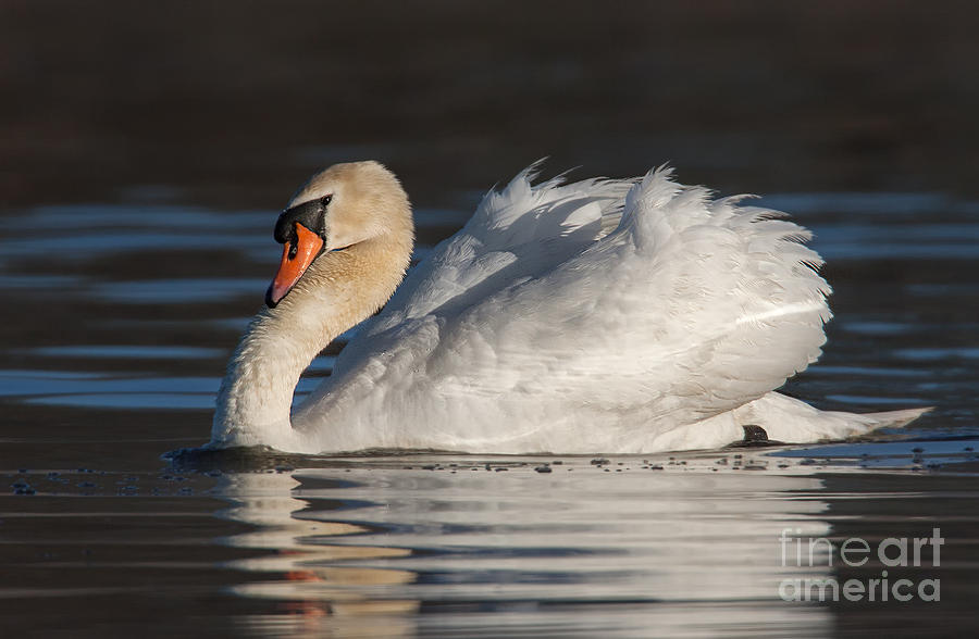 Male Mute Swan Displaying Photograph by Jerry Fornarotto
