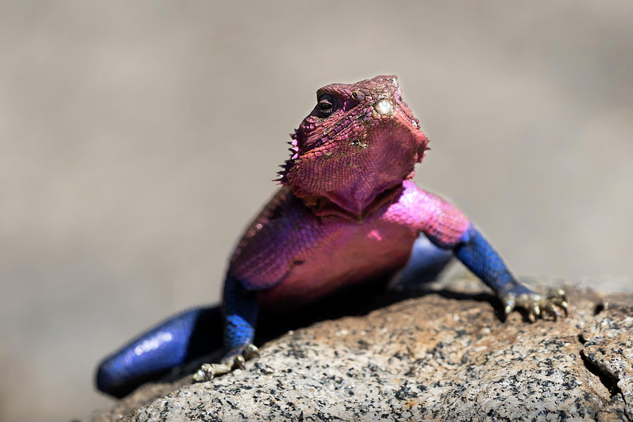 Male Mwanza flat-headed rock agama lizard Photograph by RicardMN Photography