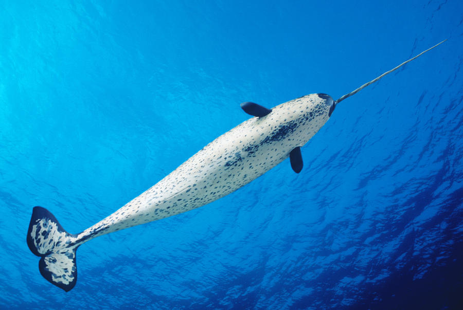 Unique Photograph - Male Narwhal by Dave Fleetham - Printscapes
